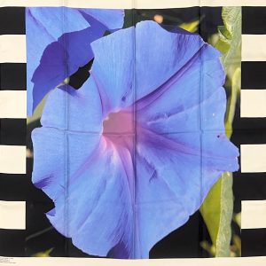 Photo-souvenir au carré, Volubilis (Détail 1), Capri, Italie, 08.08.05.