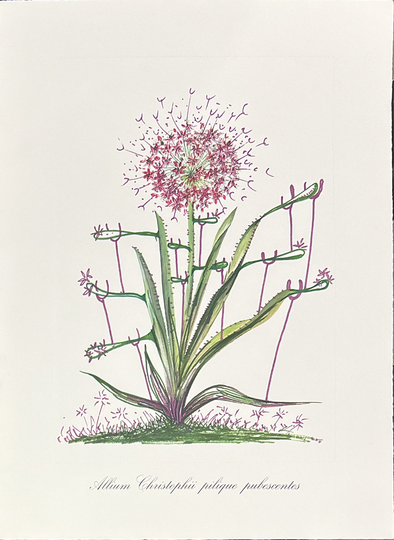 Surrealist Flowers, 1972 – Image 2