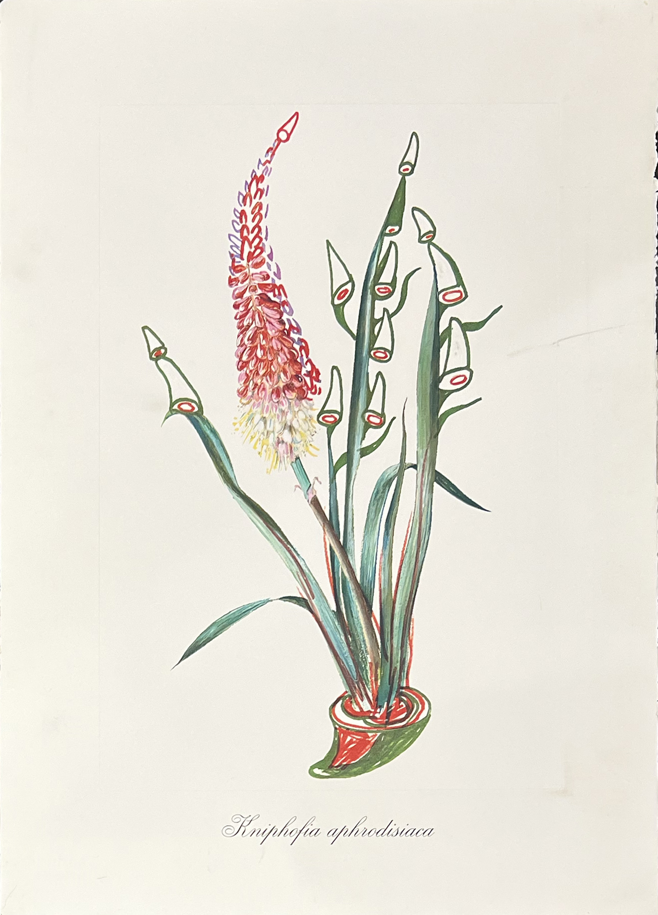 Surrealist Flowers, 1972 – Image 8
