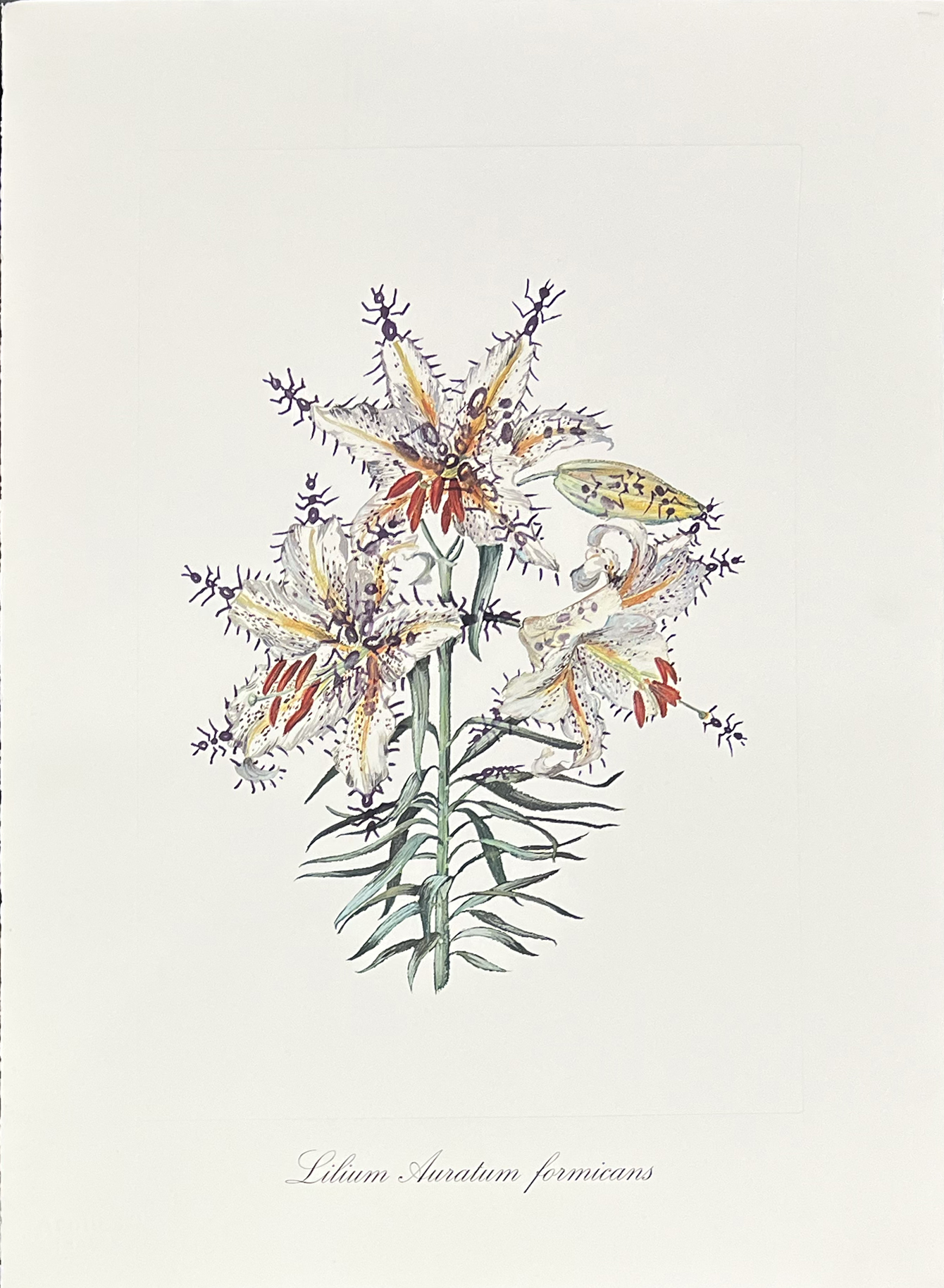 Surrealist Flowers, 1972 – Image 9