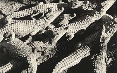 Crocodile Farm, Madagascar, circa 1990