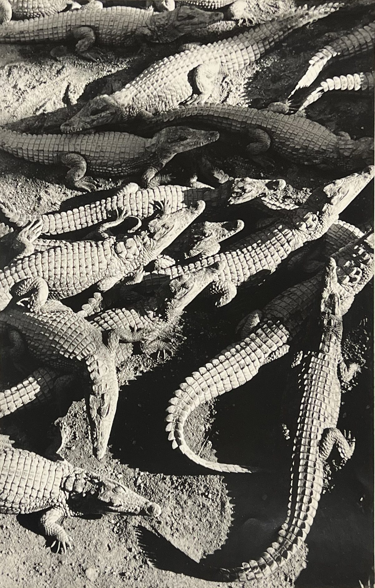 Gian Paolo Barbieri ; épreuve argentique ; circa 1990 ; Madagascar ; Crocodile ; etnophotographie ; photographe de mode
